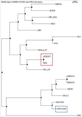 Insights From the Lactobacillus johnsonii Genome Suggest the Production of Metabolites With Antibiofilm Activity Against the Pathobiont Candida albicans